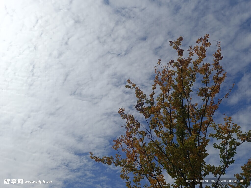 蓝天映衬下的多彩树木