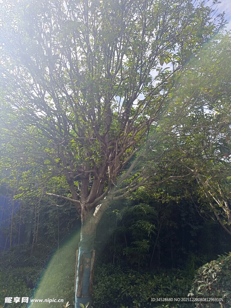 阳光照耀下的葱郁树木