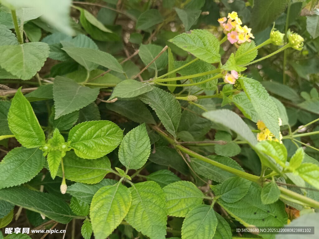 绿叶间绽放的小花