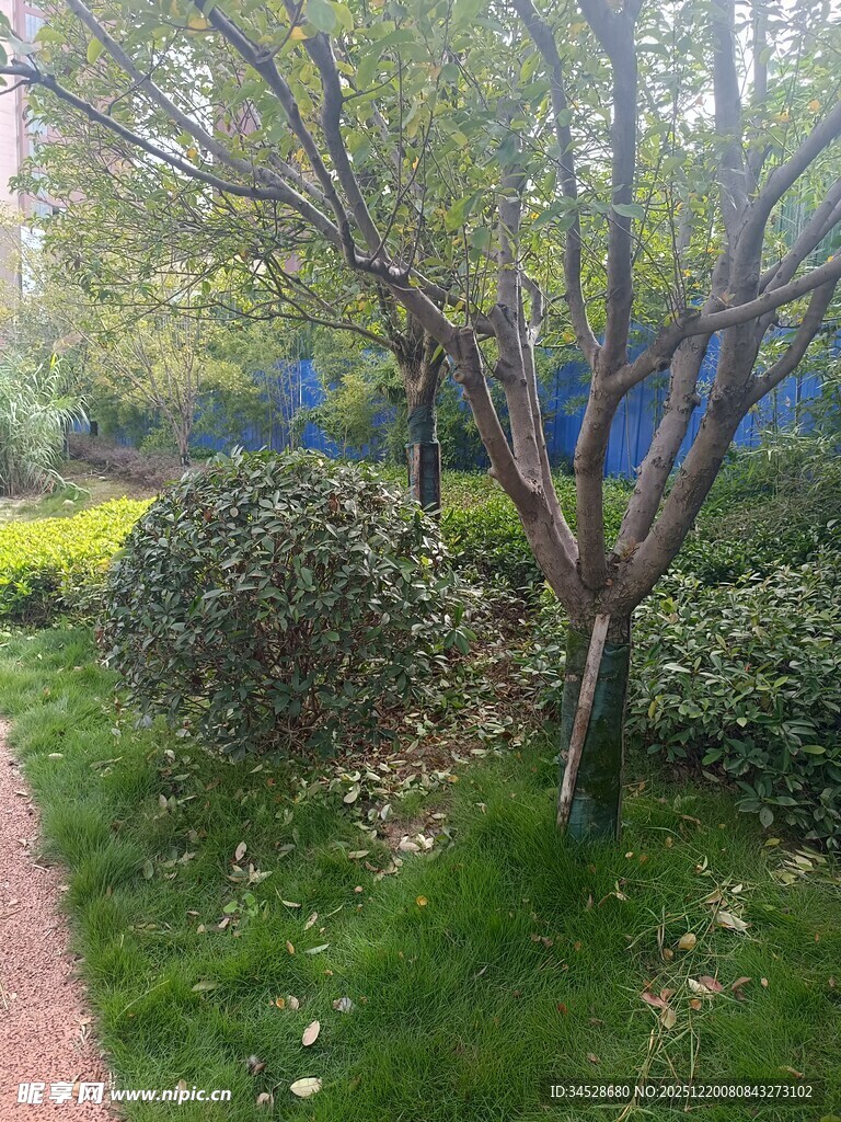 春日园林中的树木与灌木