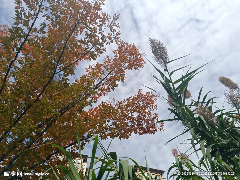 秋日树梢与芦苇