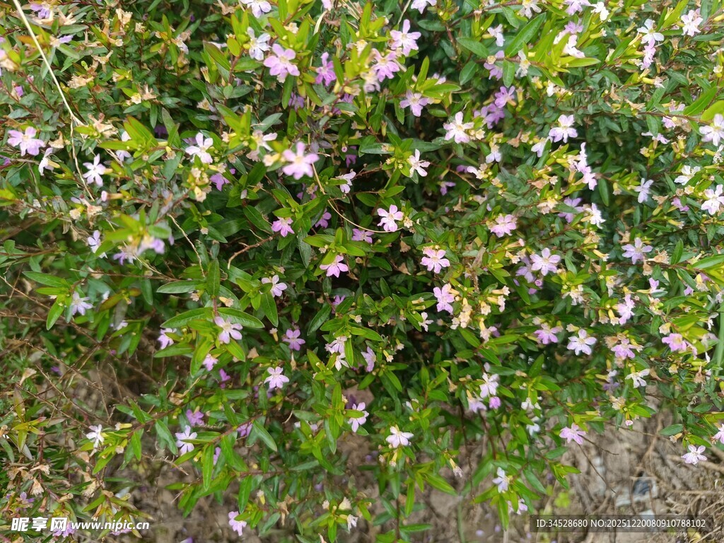繁茂花丛绽放粉色小花