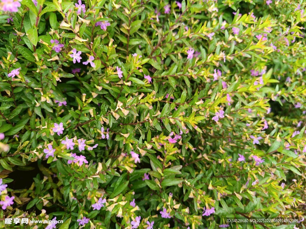 繁茂花丛中的美丽景致