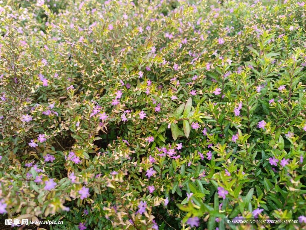 繁茂花丛中的缤纷小花