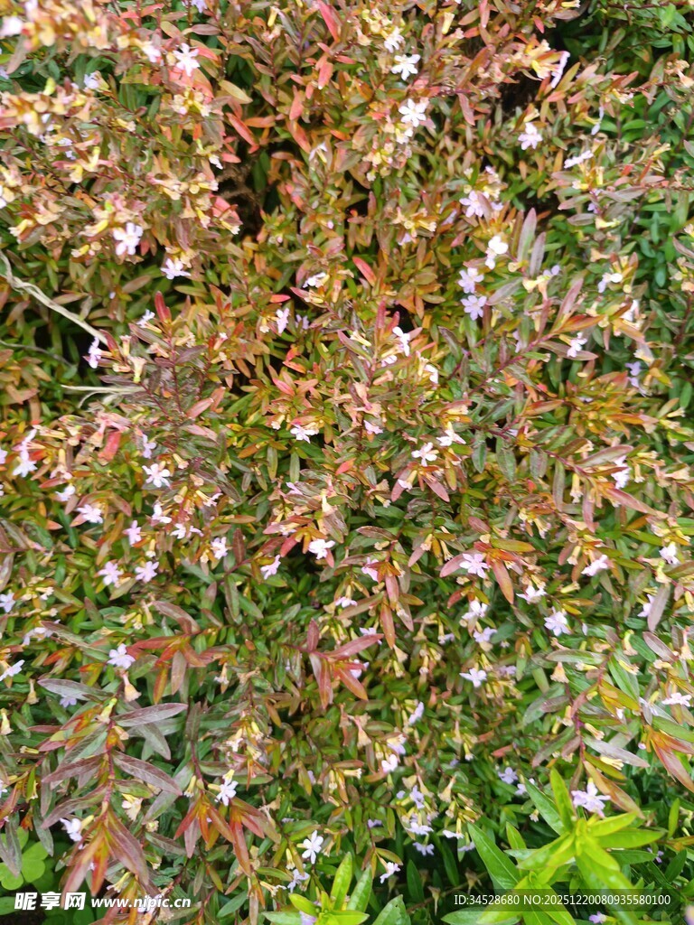 繁茂花丛中的多彩小花