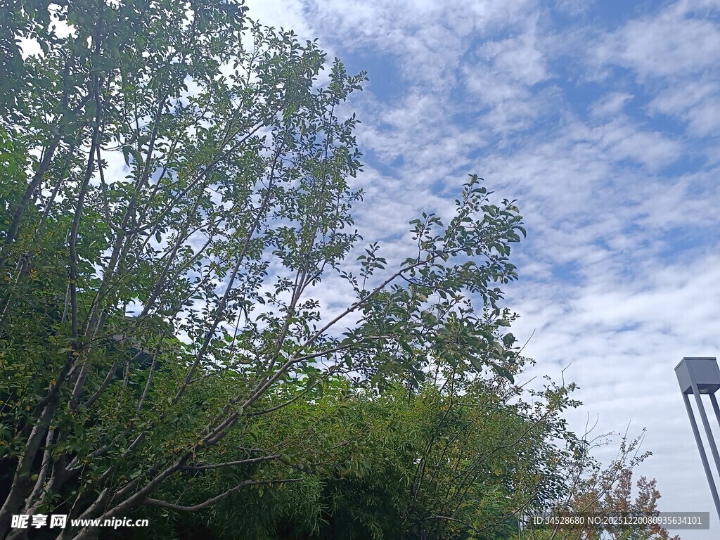 蓝天绿树间的户外景致