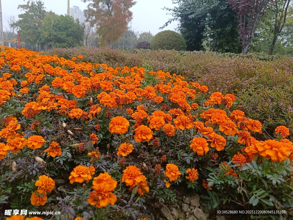 橙色花海绽放美丽瞬间