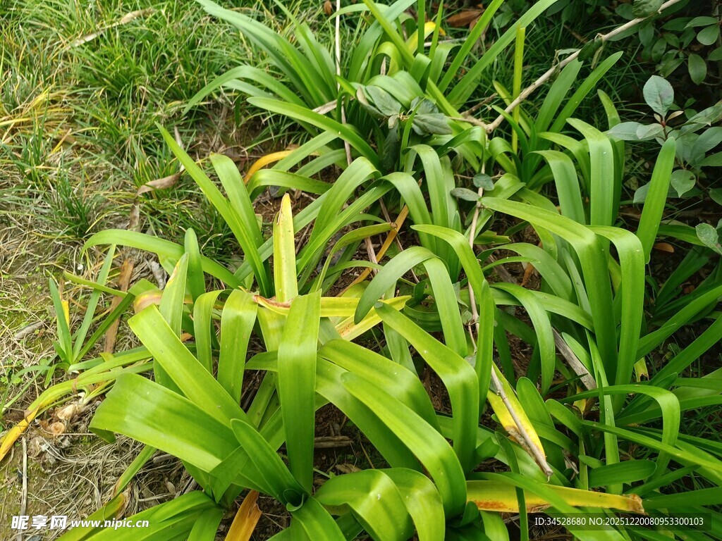 翠绿葱茏的丛生植物