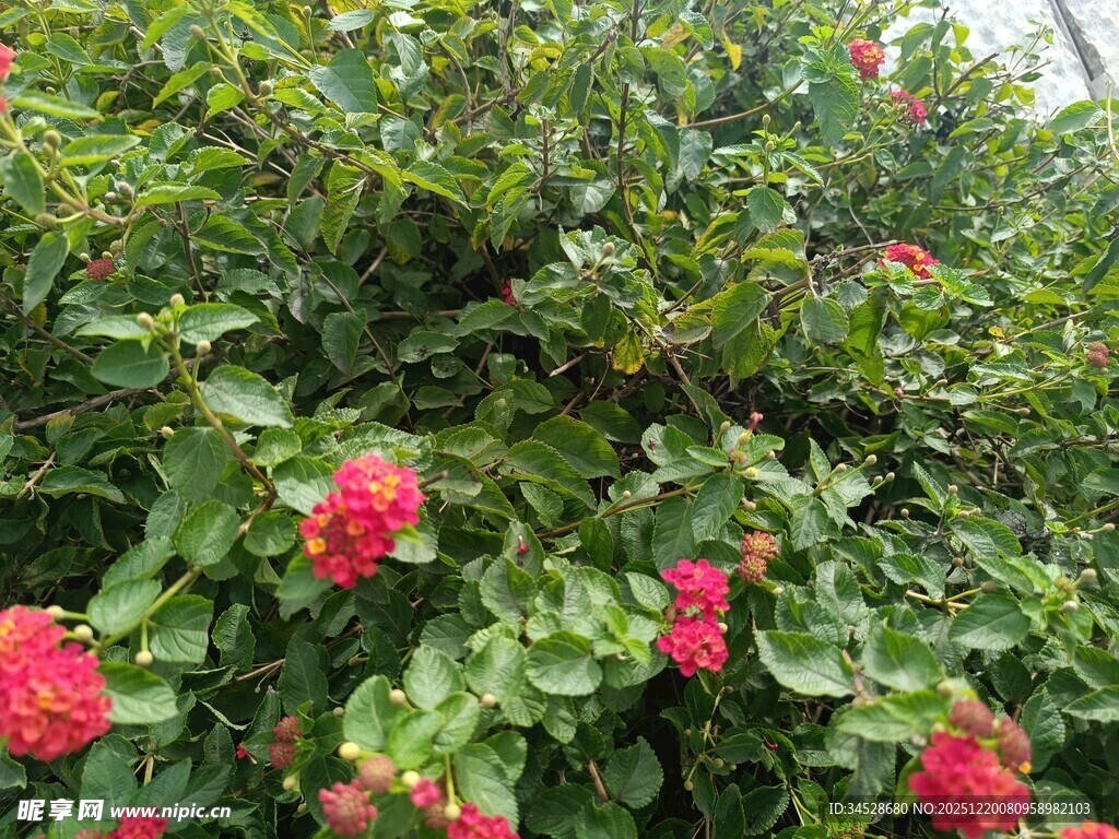 绿叶间绽放的艳丽红花