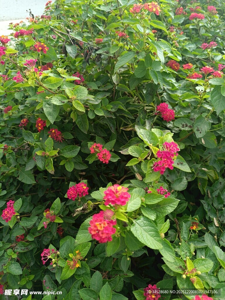 绿叶间绽放的艳丽红花