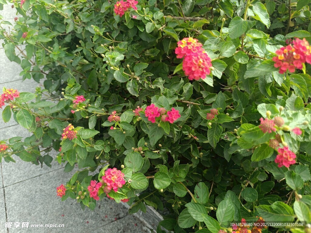 鲜艳盛放的红色花卉