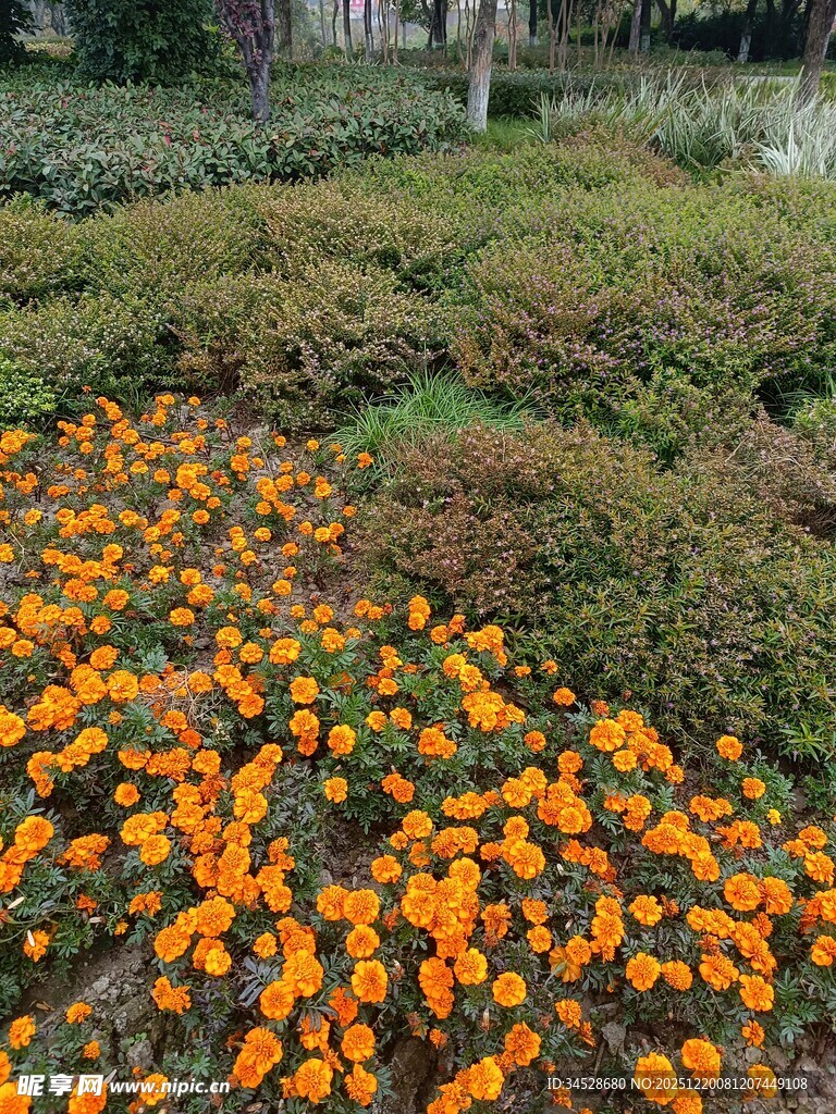 橙色花海装点美丽园林