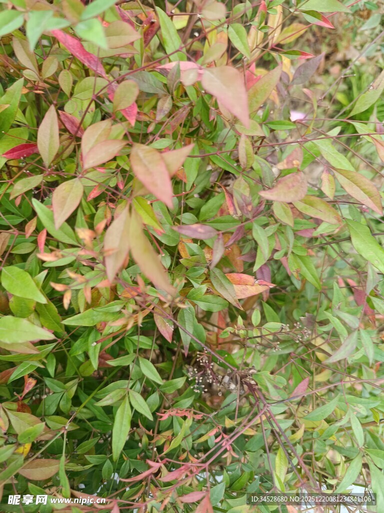 多彩斑斓的植物叶片