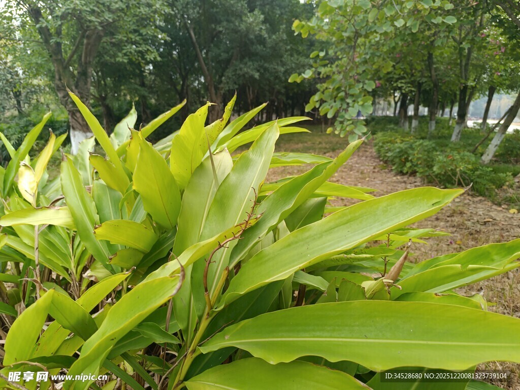 翠绿植物与林间小径