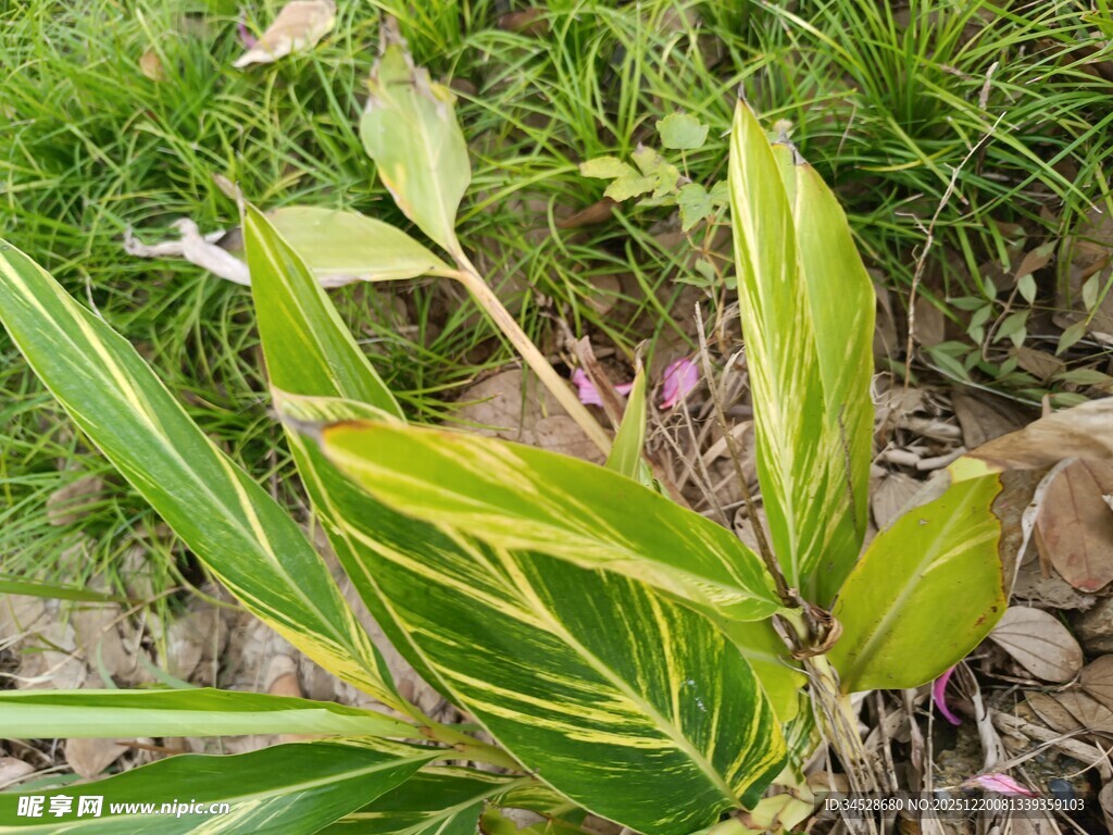 多彩叶片的绿植特写