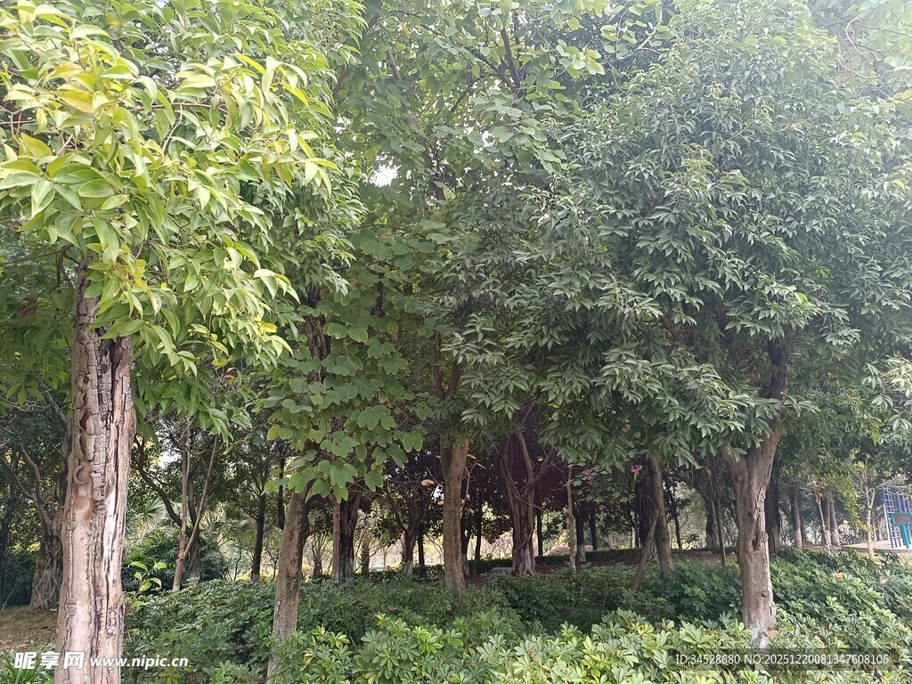 林间绿意盎然的树木景观