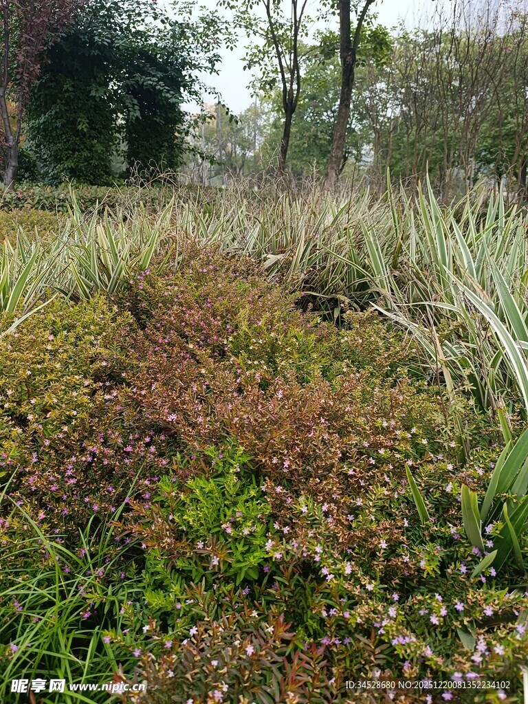 野外多彩植物景观