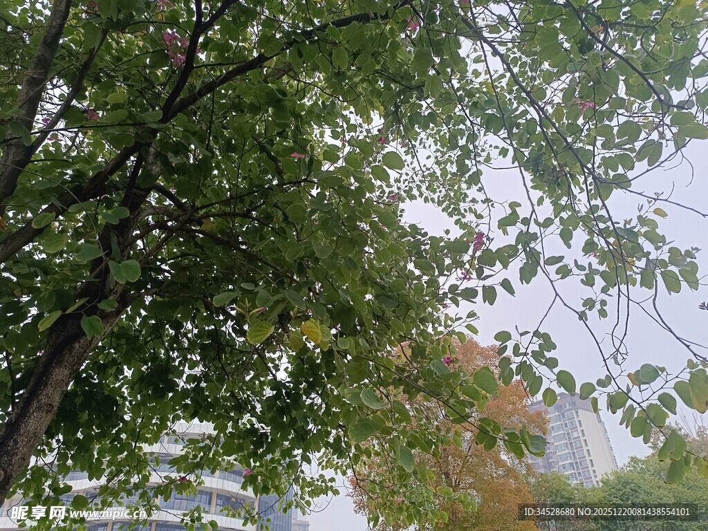 秋日树梢间的斑驳绿意