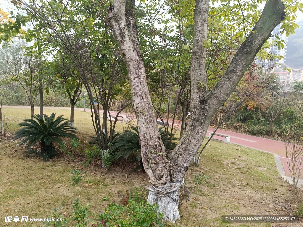 公园内的树木与绿植景观