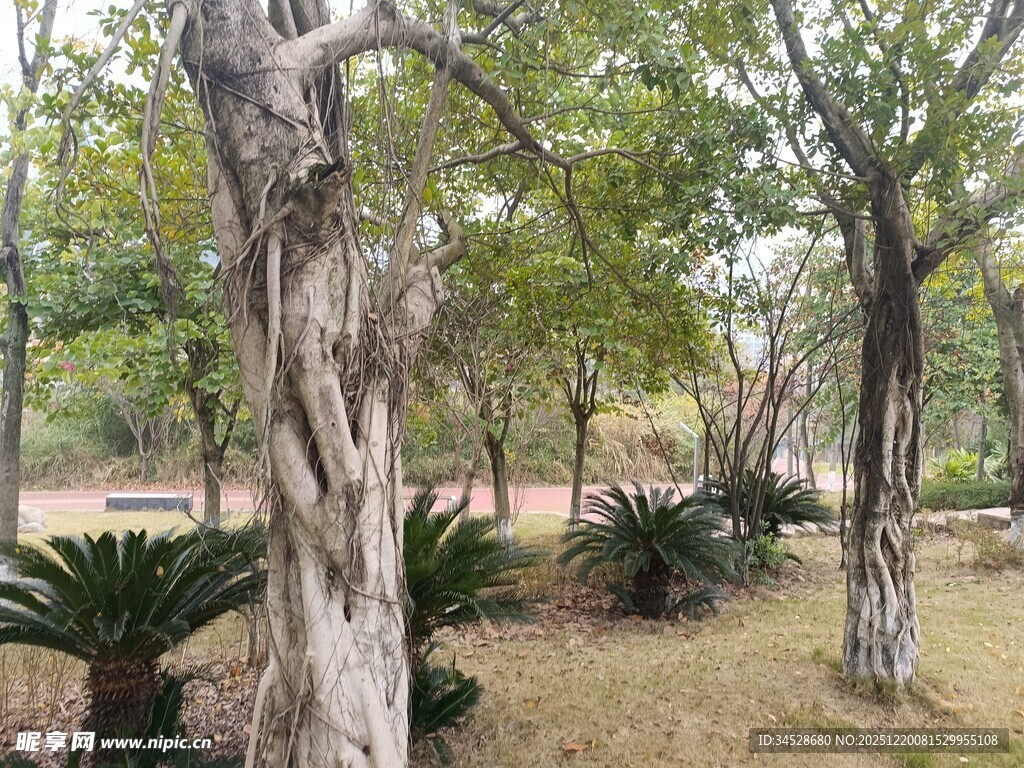 公园中形态独特的树木