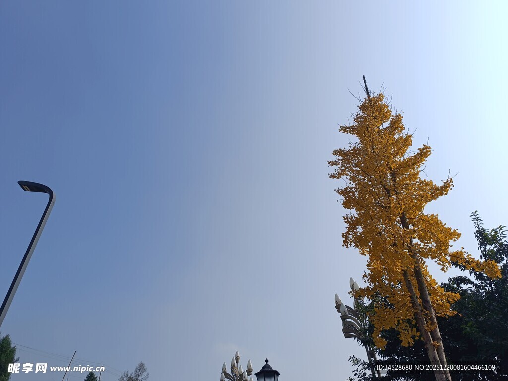 秋日金黄银杏与蓝天