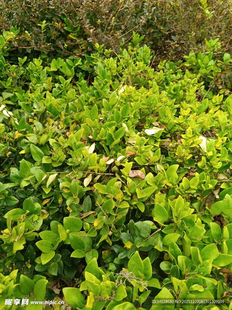 翠绿繁茂的蔓生植物