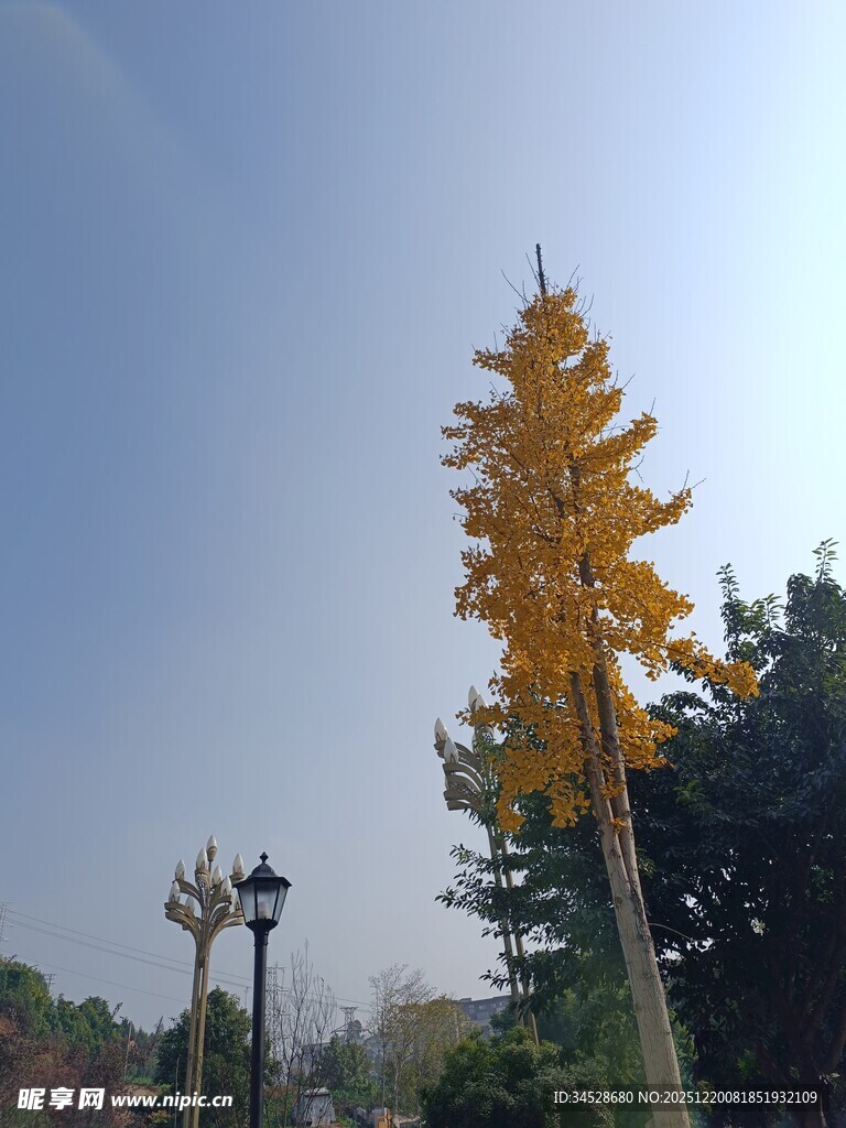 秋日金黄树木与路灯景致