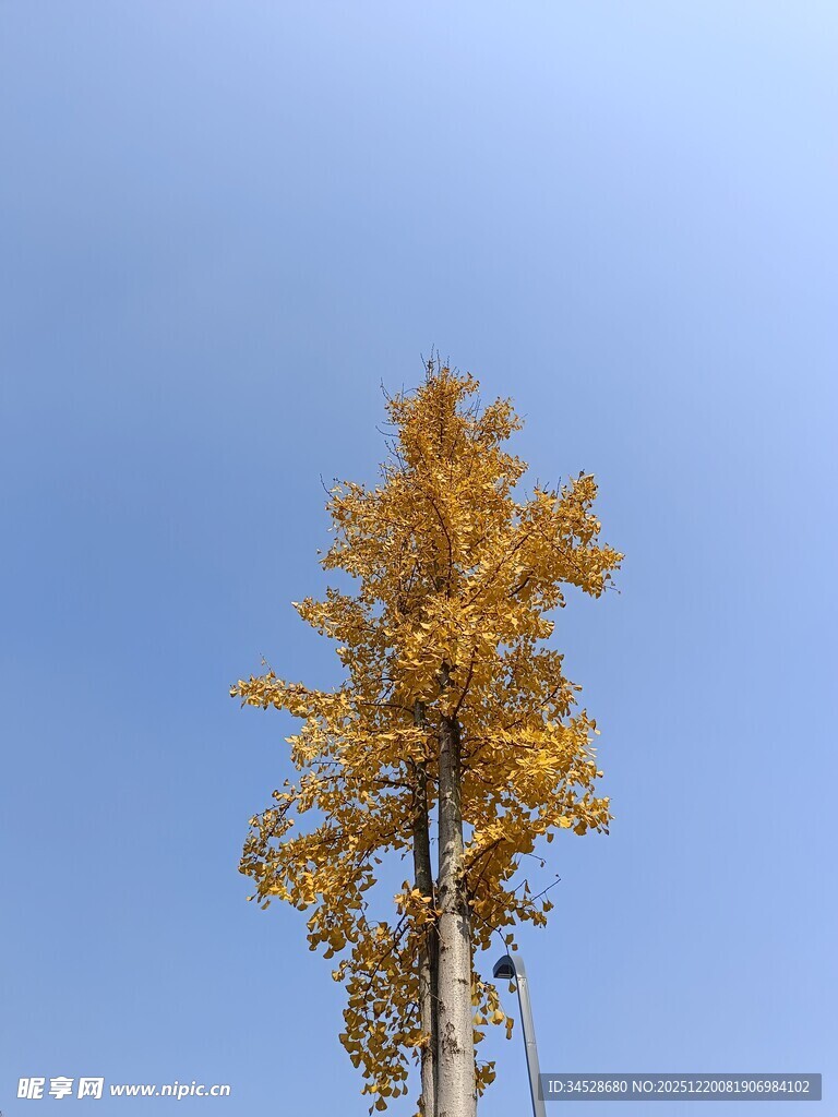 蓝天映衬下的金黄树木