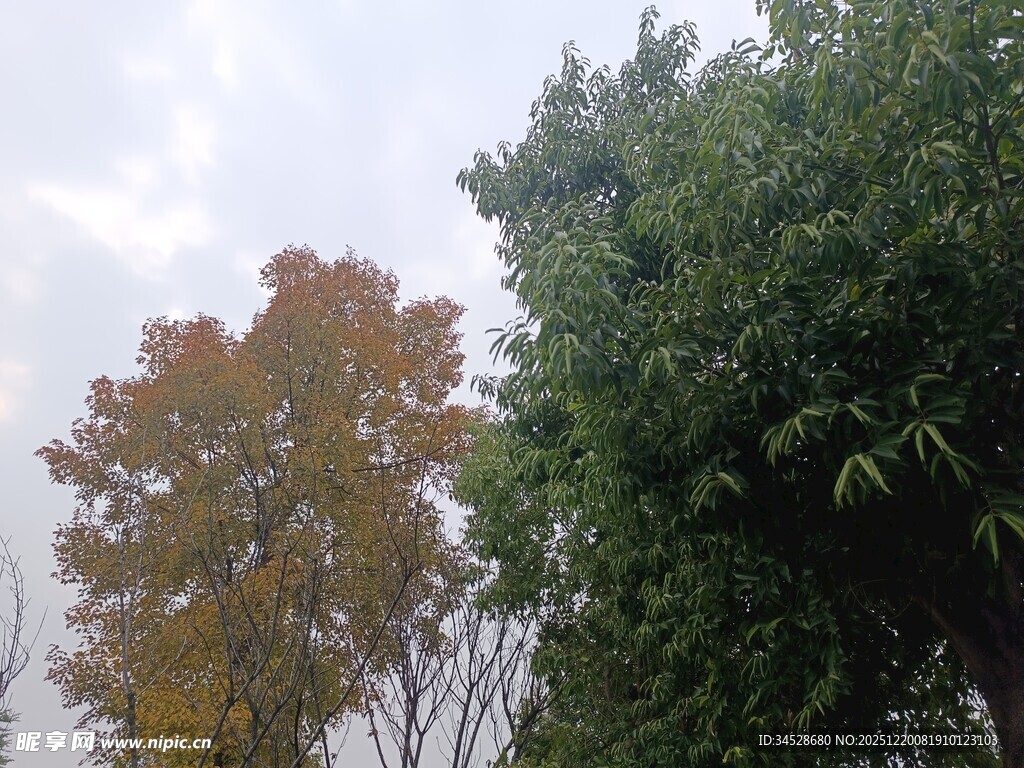 秋日双色树木景致