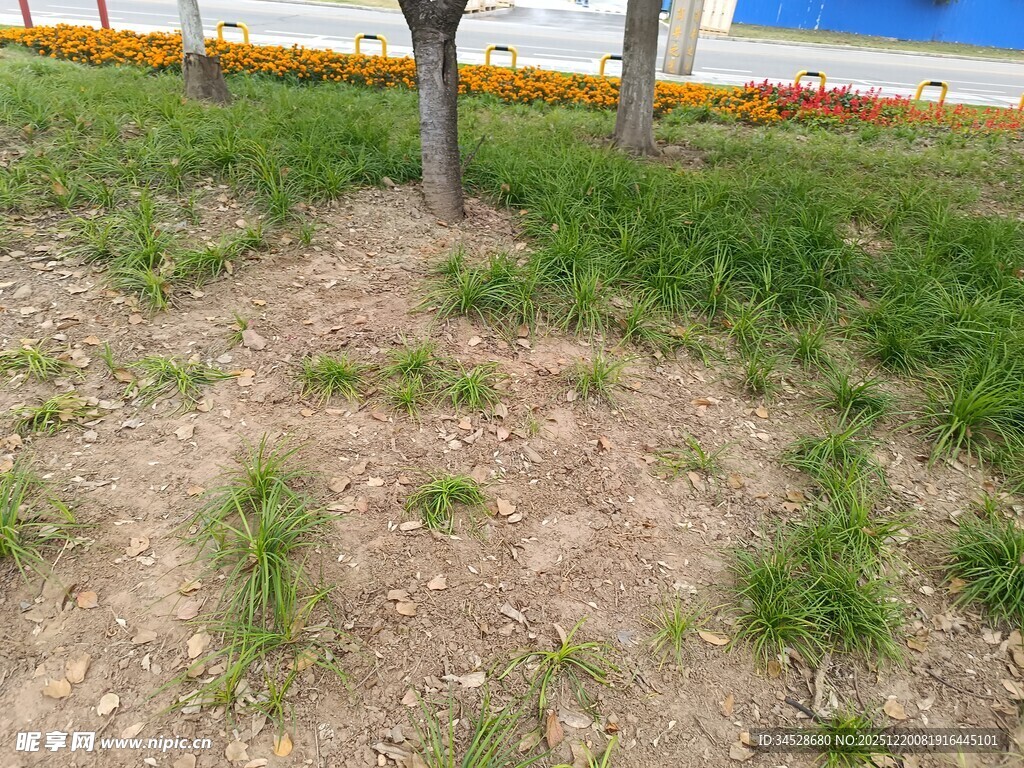 户外草地与树木景观