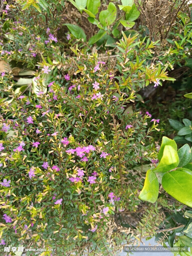 繁茂绿植中的娇艳紫花