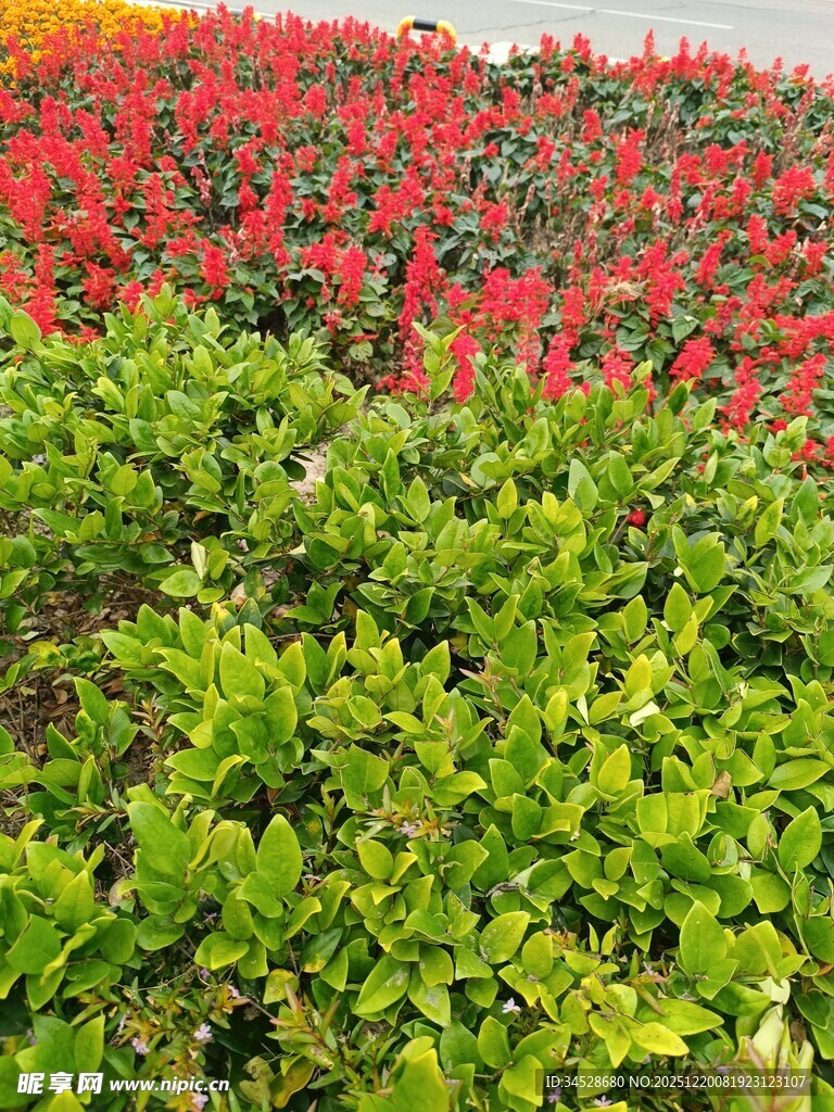 多彩花卉绿植景观