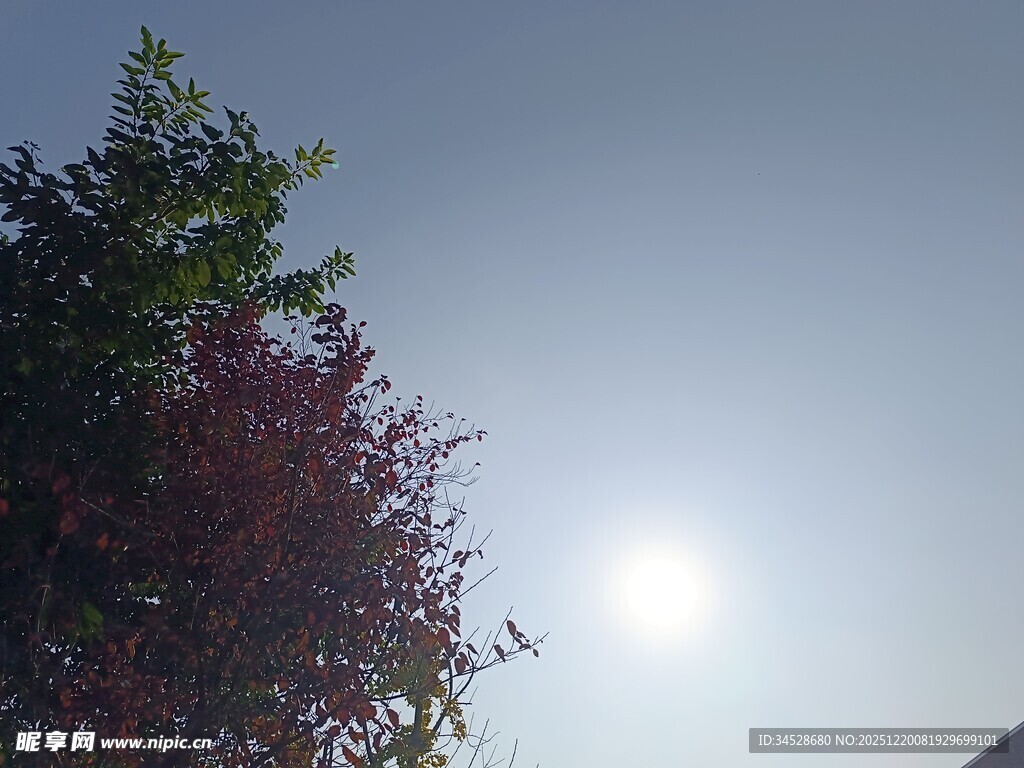 阳光下的树木与明亮天空