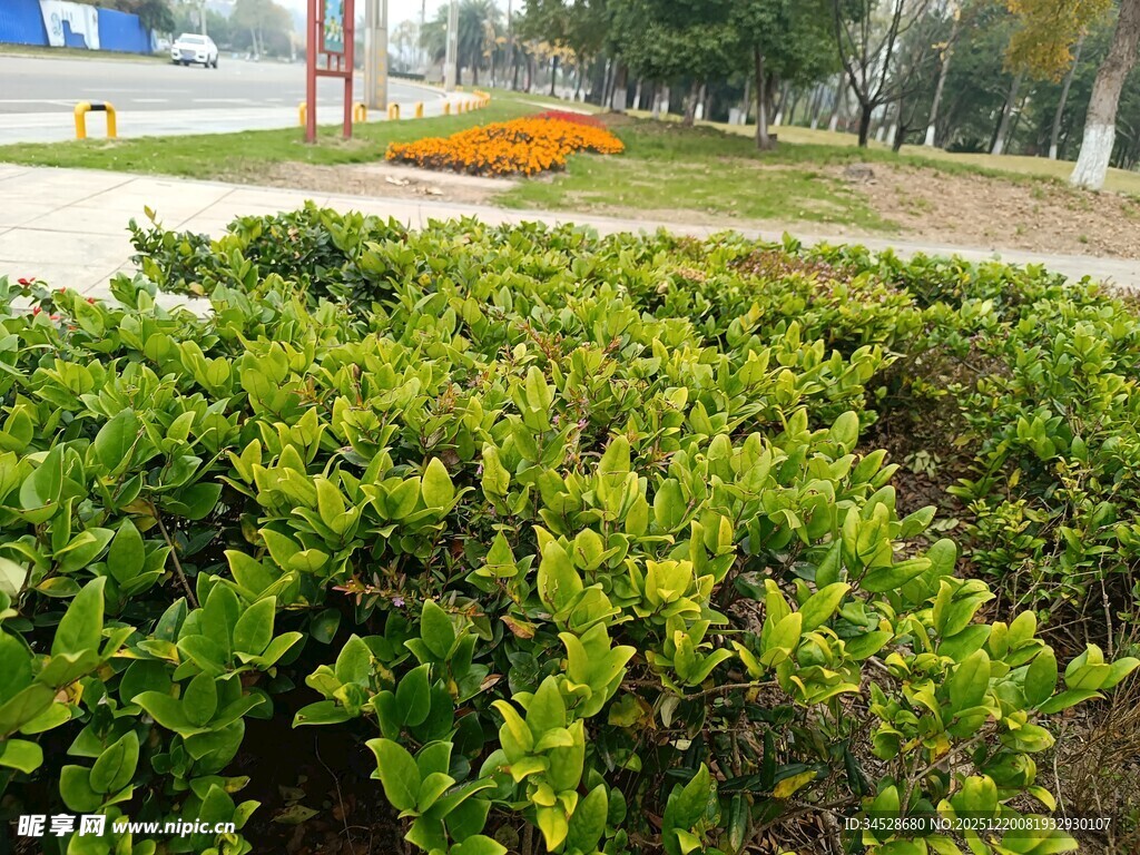 绿意盎然的户外灌木丛