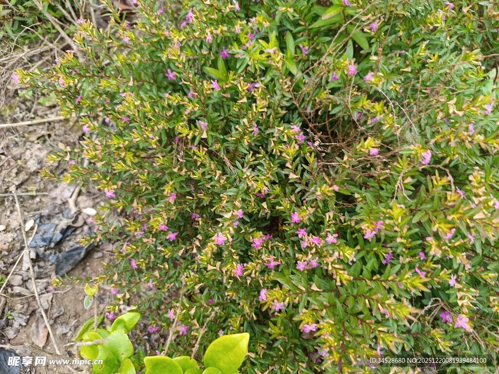野外丛生带果绿色植物