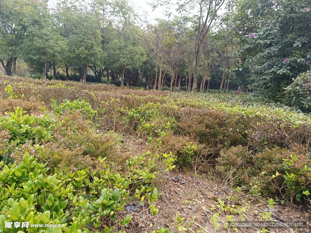 林间繁茂绿植景观