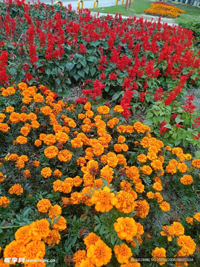 多彩花卉绽放美丽景观