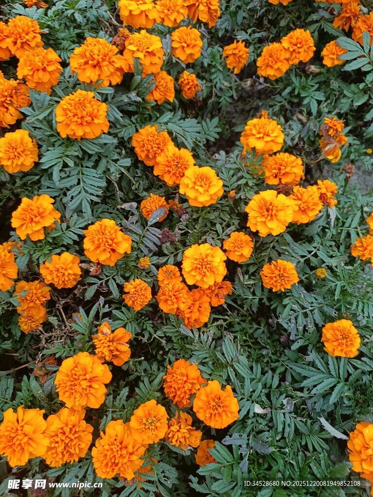 橙色万寿菊绽放的美丽