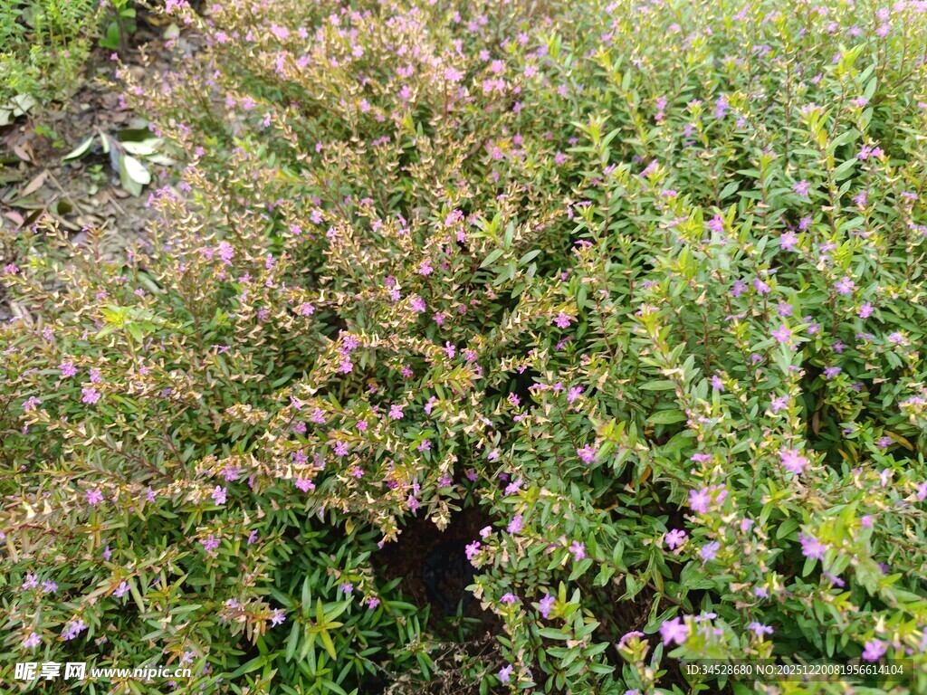 多彩繁茂的绿植景观