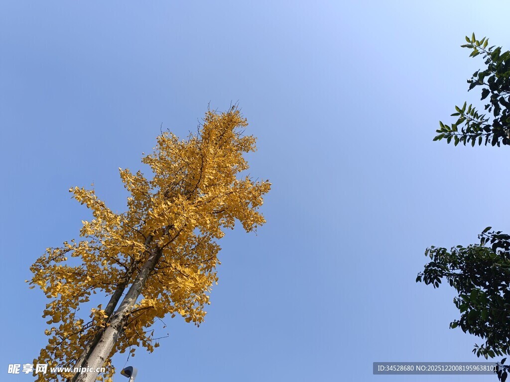 金黄银杏映蓝天