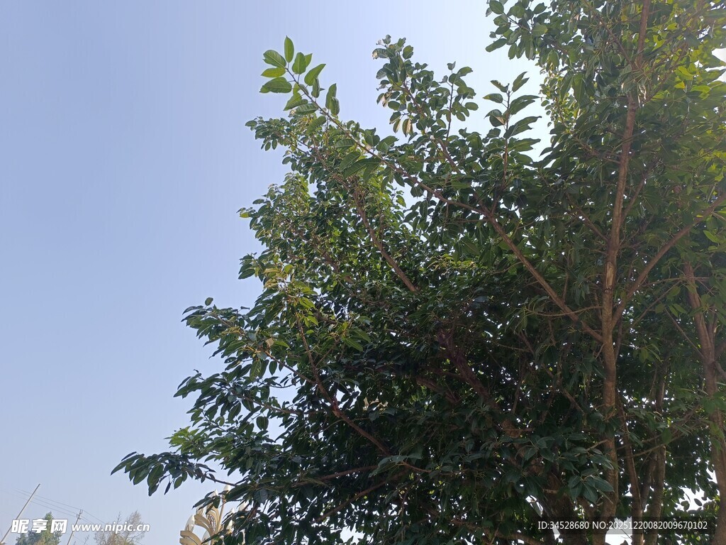 蓝天映衬下的葱郁树木