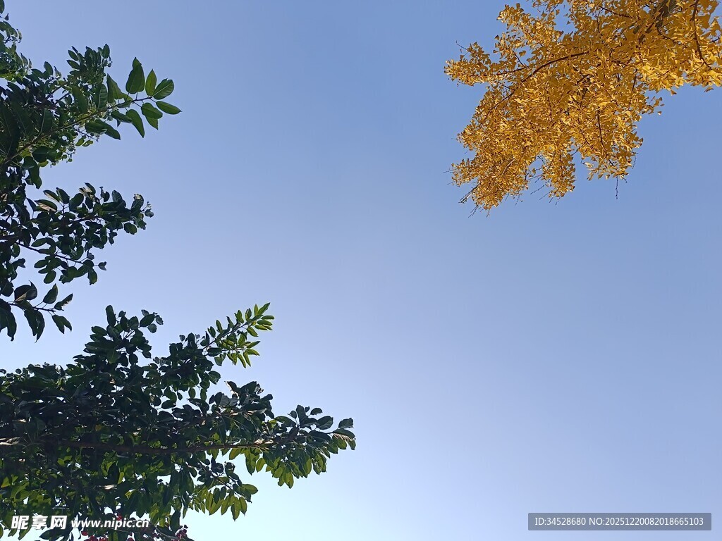 仰望黄绿交织的树梢