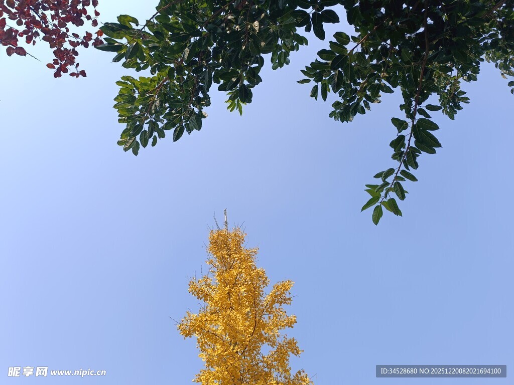 蓝天映衬下的多彩树木