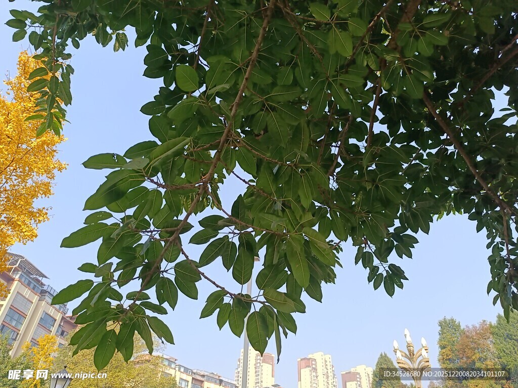 秋日枝叶间的城市景致