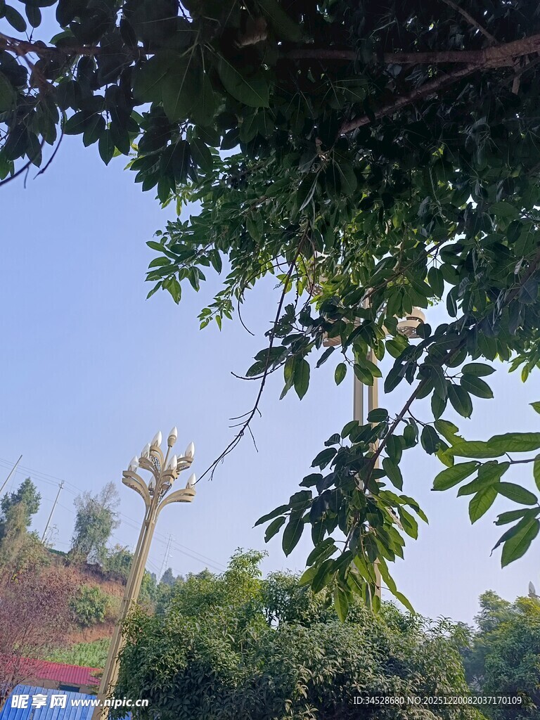 绿树蓝天间的户外景致