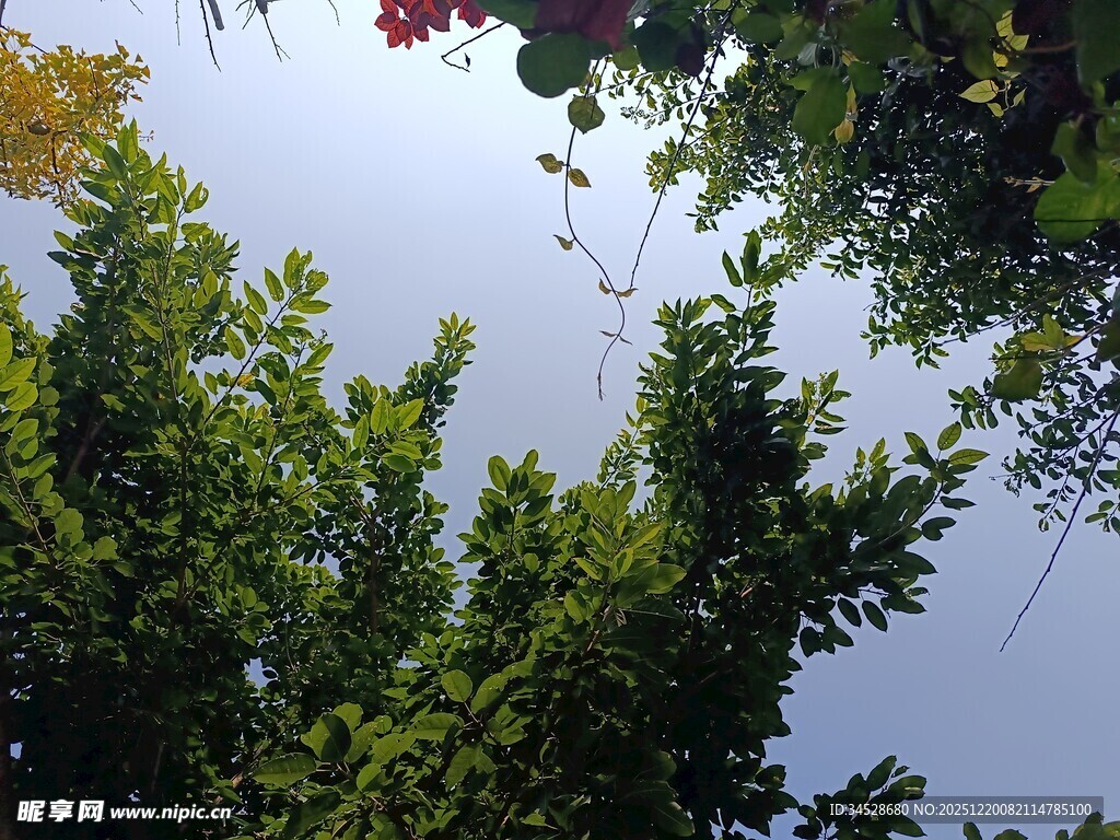 仰视葱郁绿树与蓝天