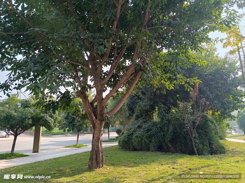 公园绿荫下的宁静景致