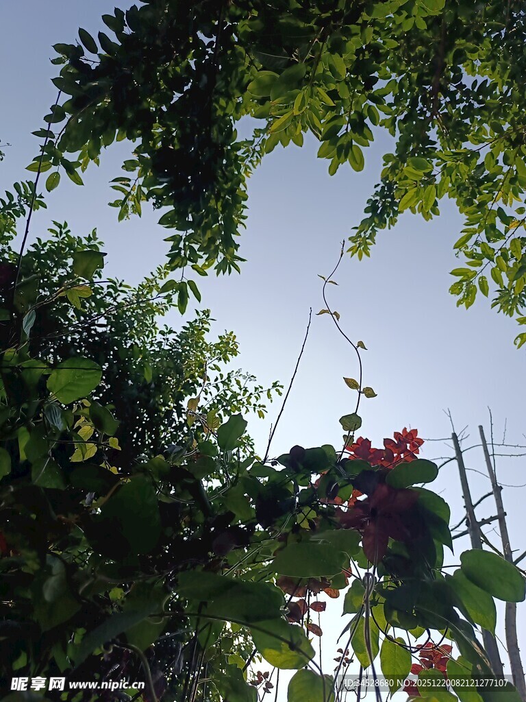 仰视繁茂绿植与天空