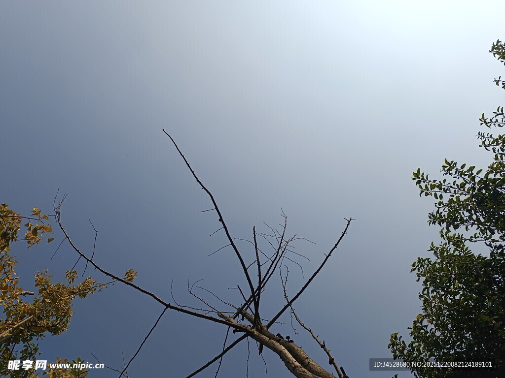 枯树与绿树映衬的天空