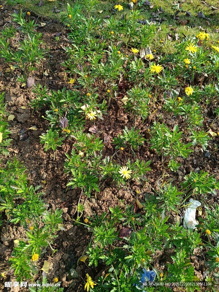 春日草地野花绽放景象